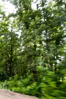 trees in motion