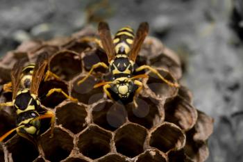 wasps on comb. macro