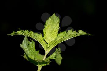 mint leaves on a black background. macro