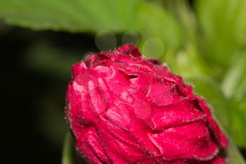 red flower in nature. macro