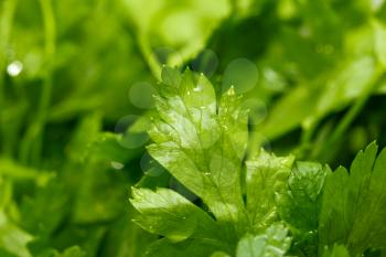 background of parsley