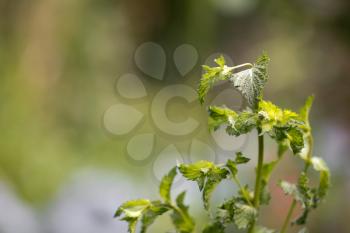 mint in nature