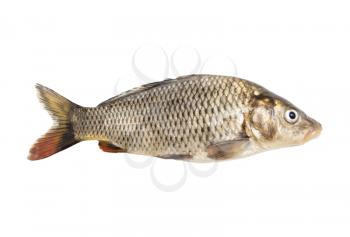 fish isolated on a white background