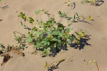 grass growing in the sand