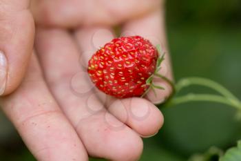 strawberry in hand. macro