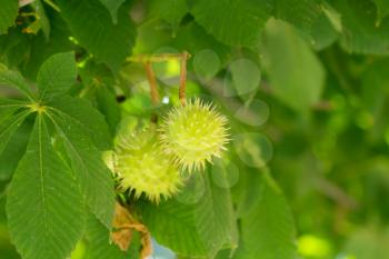 chestnut tree with fruits in nature