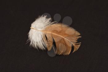 feather on a black background