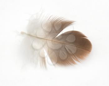 feather on a white background. Macro