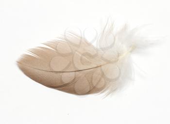 feather on a white background. Macro