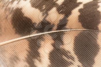 background of a feather. Macro