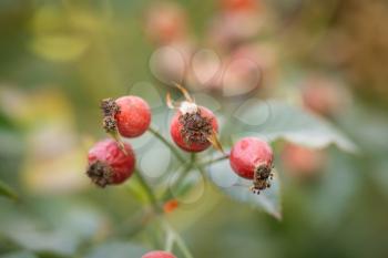 red wild rose in nature