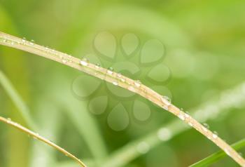 water drops on grass in nature. macro