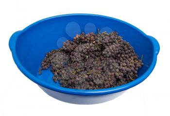 Black grapes in a blue bucket on a white background
