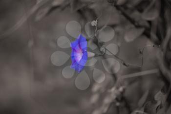 blue flower in nature. macro