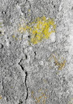 moss on the concrete. macro