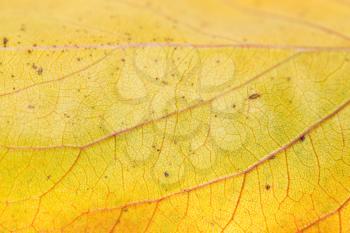 background of yellow leaves. macro