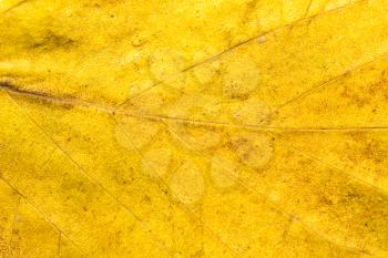 Background of autumn leaves. macro