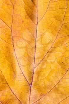 Background of autumn leaves. macro