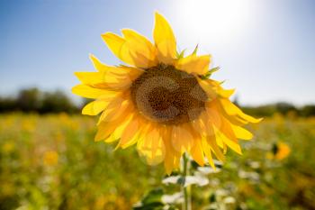 Beautiful yellow sunflower flowers grow on nature