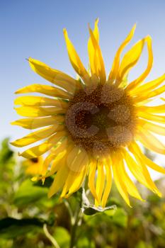 Beautiful yellow sunflower flowers grow on nature