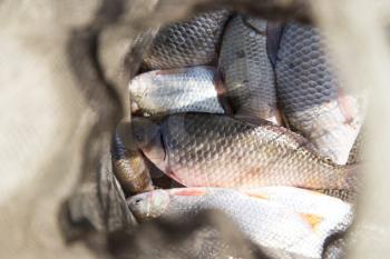 Bag of fish on the river bank .