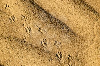 Traces of the beast on the sand in the desert .