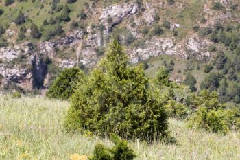 pine tree in the mountains