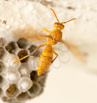 The wasp sits on an aspen. macro