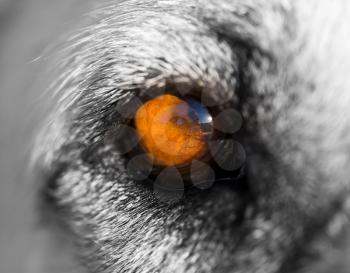 The eye of a big dog. macro
