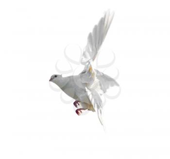 White dove in flight isolated on white background .