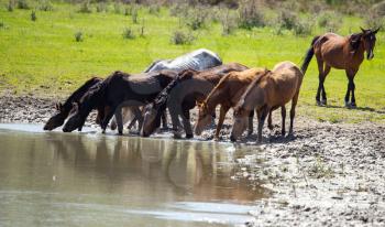 Horse on watering places on the lake .