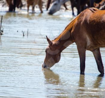 Horse on watering places on the lake .