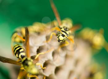 The wasp sits on an aspen. macro