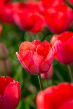 Beautiful red tulips in a park in the nature