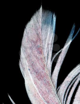 feather on a black background