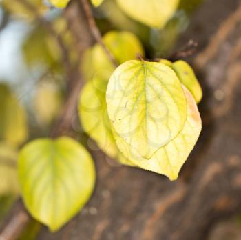 autumn leaves in nature