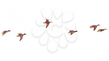 duck in flight on a white background