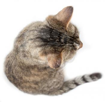 Portrait of a cat on a white background .