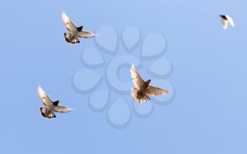 flock of pigeons on blue sky