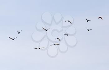 a flock of pigeons in the sky