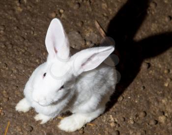 growing rabbits on the farm