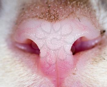 Dirty nose of a small kitten. macro