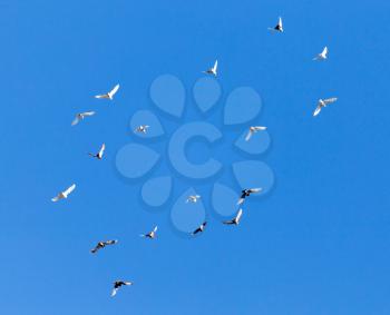 A flock of pigeons on a blue sky .