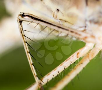 Hair on the clutches of a dragonfly. macro