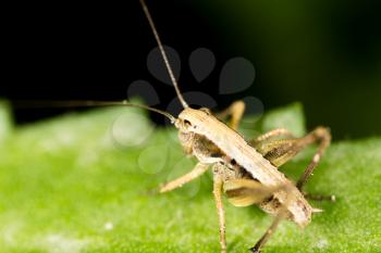 Grasshopper on a green leaf in the open air .
