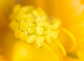 Yellow pollen on a flower in nature. macro