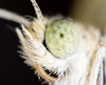 Portrait of a butterfly on nature. macro