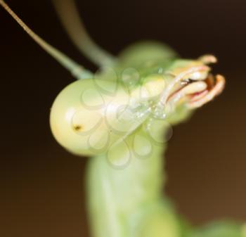 Portrait of a green mantis in nature .