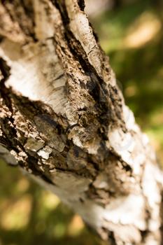 Trunk of a birch on the nature .