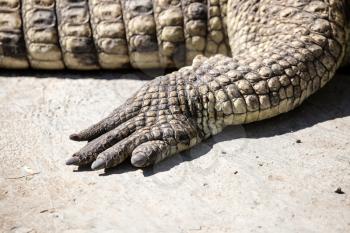 Foot of the crocodile in the zoo .